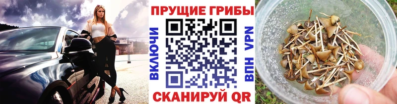 Галлюциногенные грибы мицелий  закладки  Шацк 